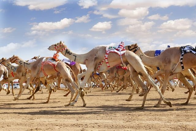 Camel racing Dubai